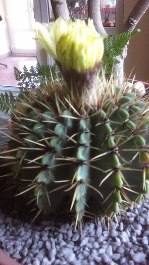 Notocactus buiningii - Cactusi 2016