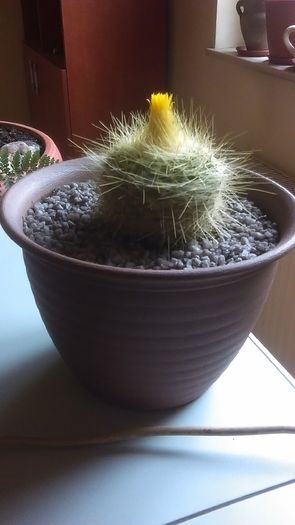 Notocactus graesssneri flaviflorus