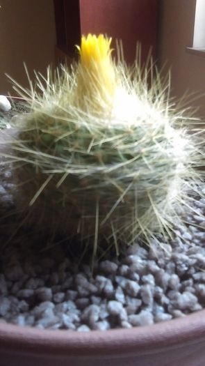 Notocactus graesssneri flaviflorus - Cactusi 2016