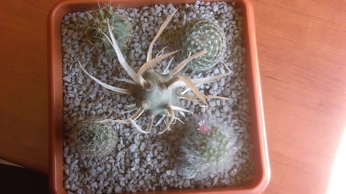Grup de 5 cactusi; Gymnocalycium baldianum 
Echinocereus knipelianus v. kruegerii
Mamm. bocasana cv. roseiflora
Mamm. sp.
Tephrocactus papyracanthus
