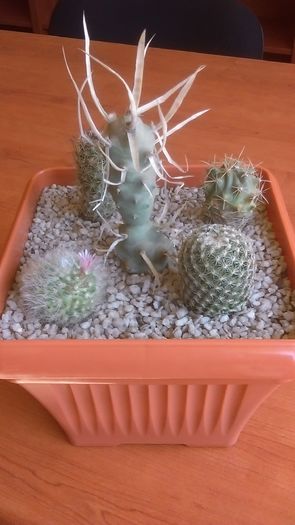 Grup de 5 cactusi; Gymnocalycium baldianum 
Echinocereus knipelianus v. kruegerii
Mamm. bocasana cv. roseiflora
Mamm. sp.
Tephrocactus papyracanthus
