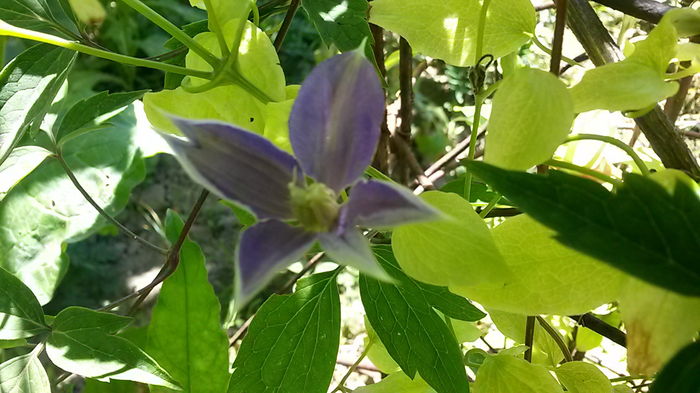 20140629_115403 - Clematite