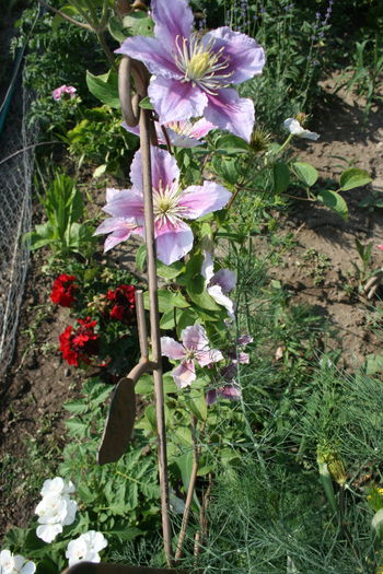 IMG_9363 - Clematite