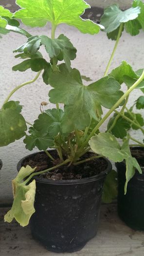 galbena - MUSCATE GALBENE