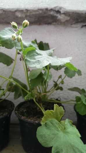 galbena - MUSCATE GALBENE