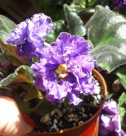 Sharlene Nostalgie sport