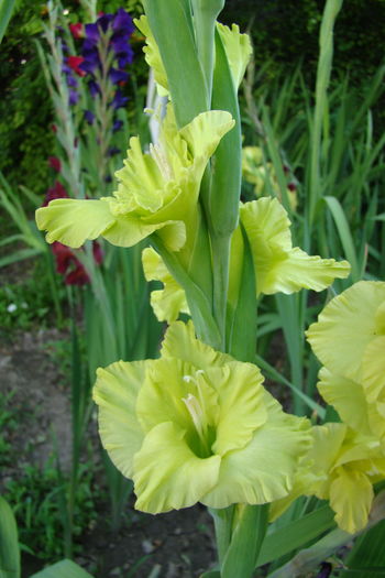 1 (2) - Gladiole