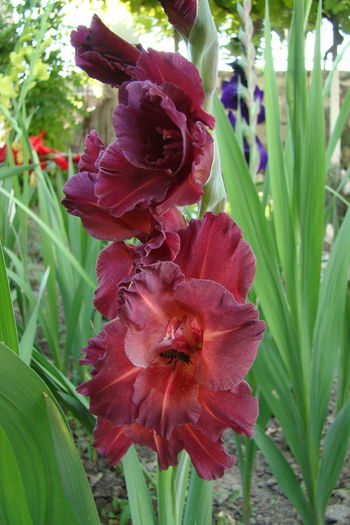 1 (5) - Gladiole