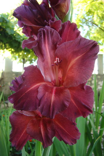 1 (6) - Gladiole