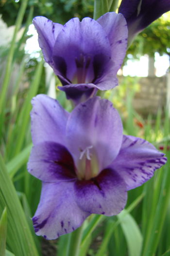 1 (7) - Gladiole