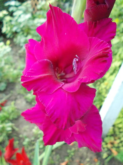 1 (13) - Gladiole