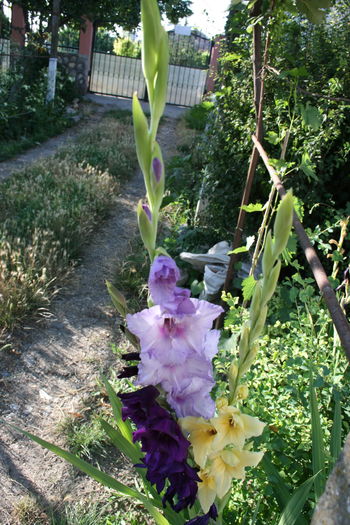 1 (17) - Gladiole