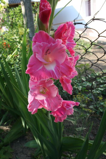 1 (18) - Gladiole