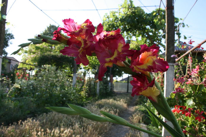 1 (20) - Gladiole