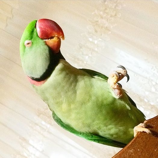 12299006_1028052670571446_1415409223_n