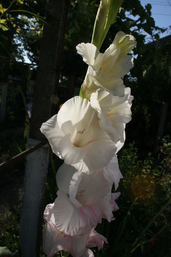 1 (23) - Gladiole