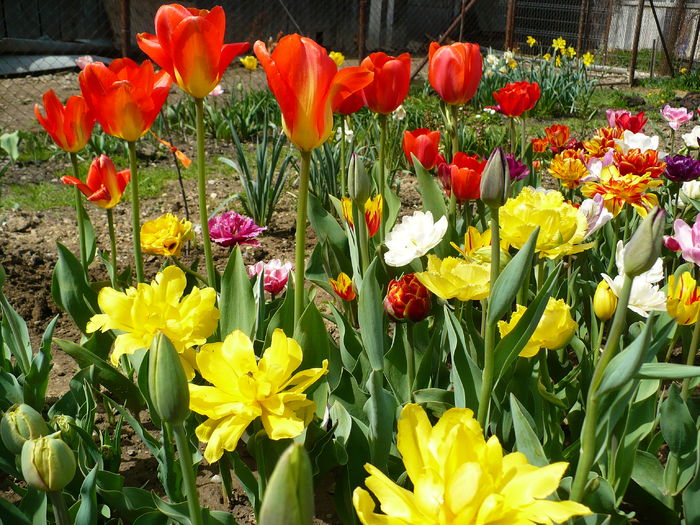 P1220272 - Lalele 2016