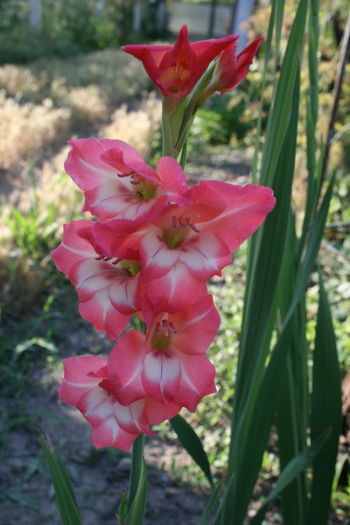 1 (24) - Gladiole