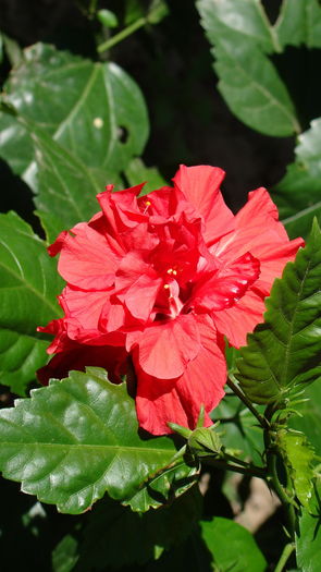 DSC09127 - Hibiscus