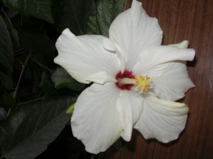 trandafir japonez (2) - Hibiscus