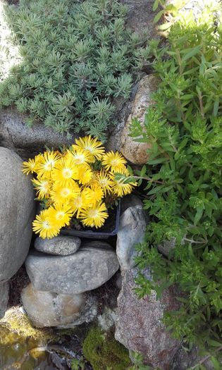 Delosperma nubigenum - Mini Rocarie