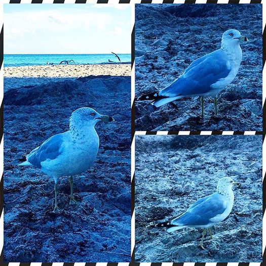 12299012_749735718465797_784290529_n - Birds  II