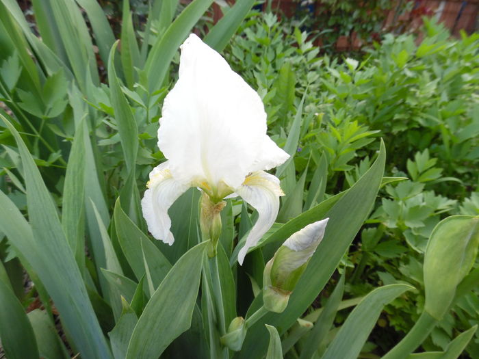 Primul Iris