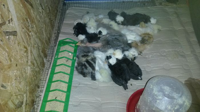 20160424; Seria 3 la somn!
