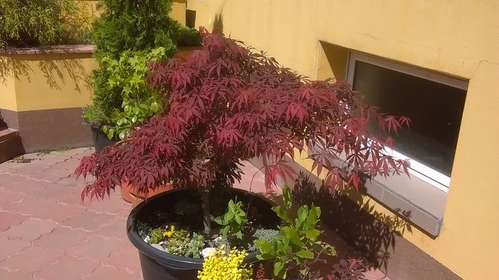 Acer palmatum