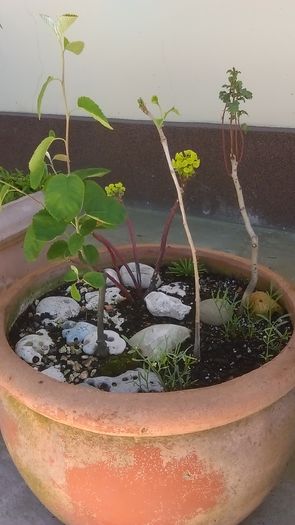 Arbore de stafide (Amelanchier lamarckii) & Ginkgo biloba