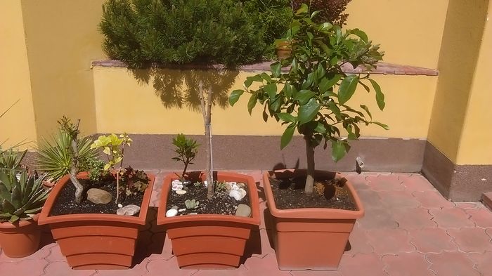 Primavara in curte