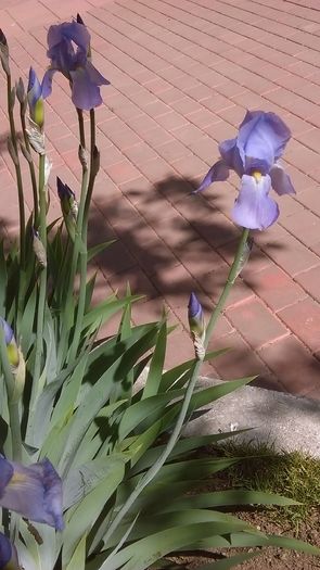 Iris