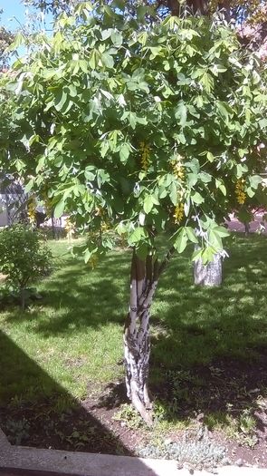 Laburnum anagyroides (Salcam galben) - Primavara 2016