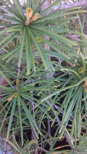 Sciadopitys verticillata, detaliu