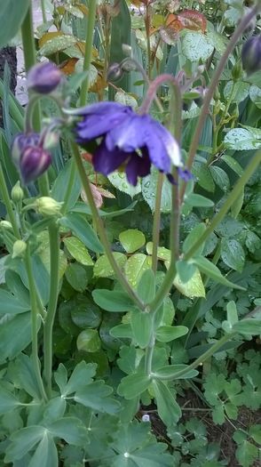 WP_20160424_008 - Caldaruse