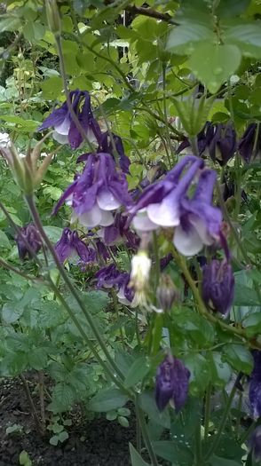 WP_20160424_021 - Caldaruse