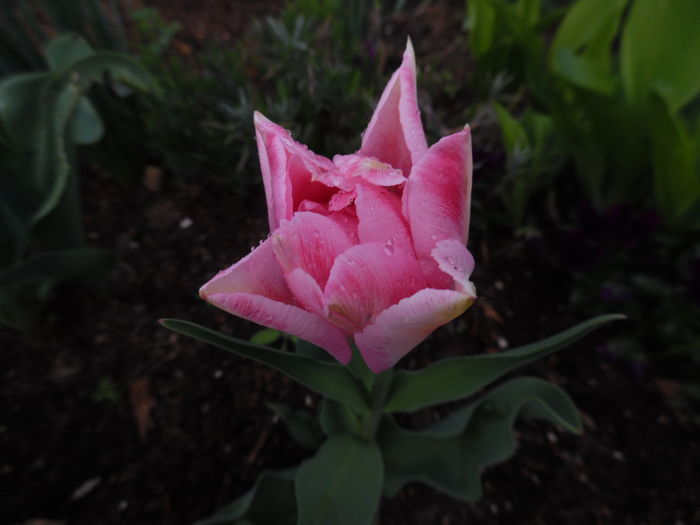 peach-blossom