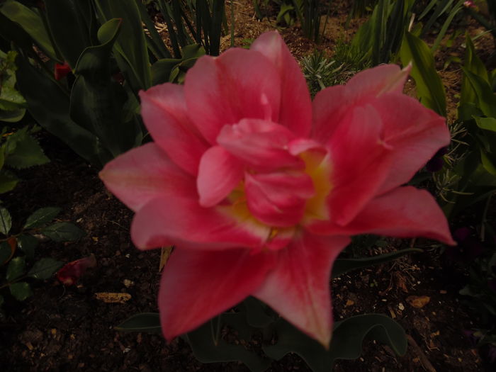 peach-blossom
