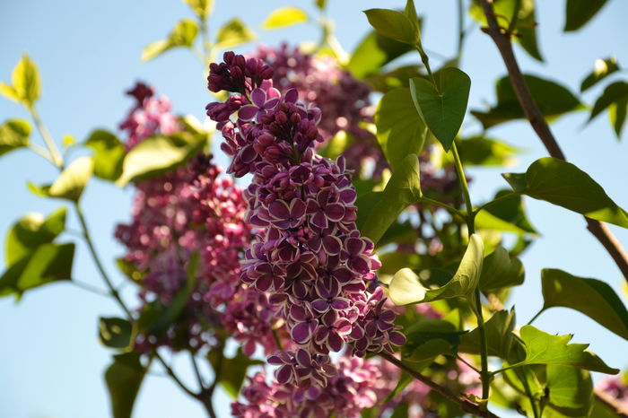 Syringa Sensation - I - Spring 2016