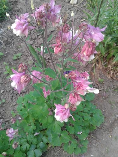 20160423_193625 - FLORI 2016