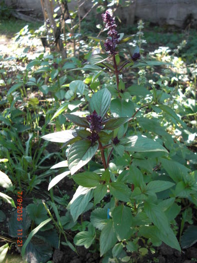 Busuioc in septembrie - Gradina Casa si Plante Rare sau Deosebite pentru Sanatate2