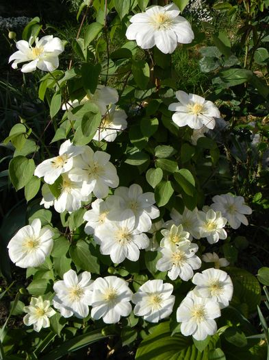 Guernsey cream - Clematite 2016