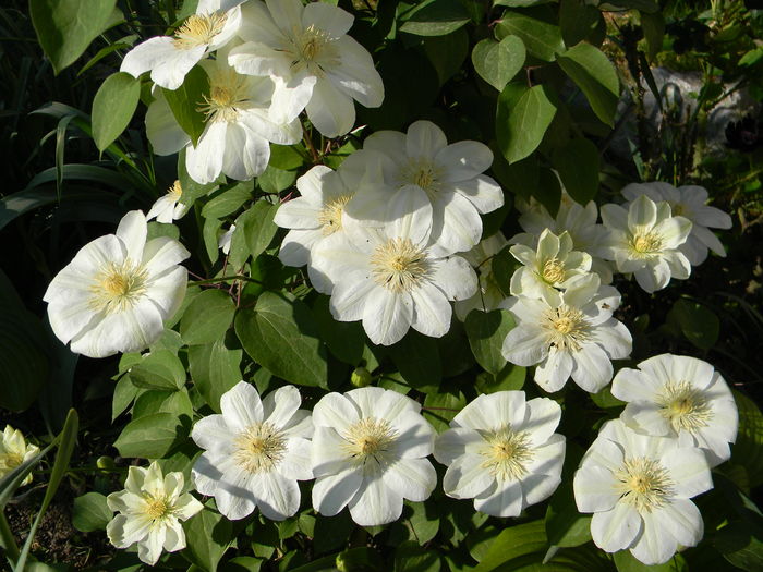 Guernsey cream - Clematite 2016