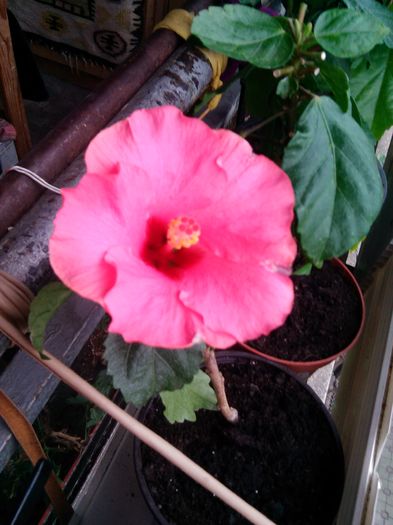 Adonicus Pink - Flori 2016