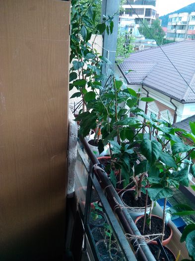 Hibiscuși; Hibiscusi
