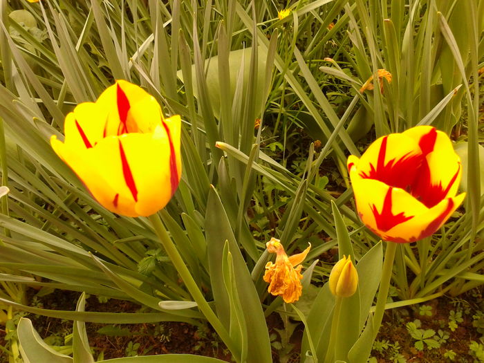 Fotografie0048 - AAAAA_LALELE 2016_2017_2018_2019