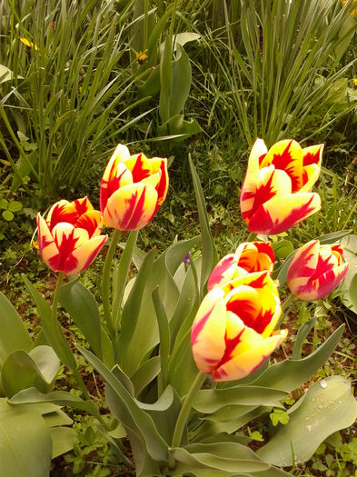 Fotografie0065 - AAAAA_LALELE 2016_2017_2018_2019