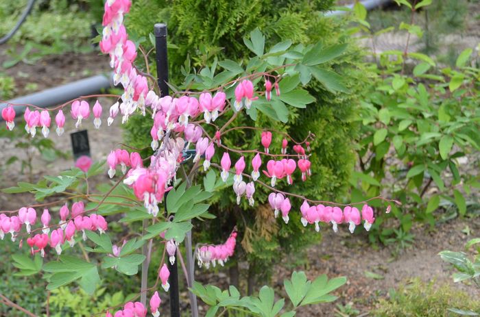 DSC_0007 (2) - dragostea  de natura