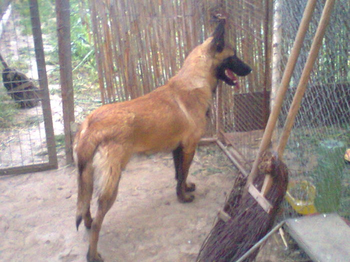 Fotografie0406 - Caini rasa Ciobanesc Belgian Malinois