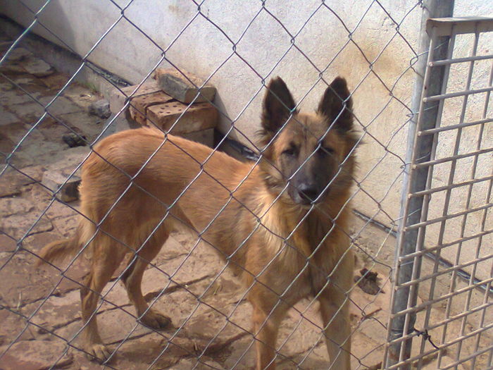 Fotografie0011 - Caini rasa Ciobanesc Belgian Malinois